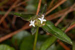 Woodland false buttonweed